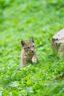 Eurasian lynx (Lynx lynx) youngster on a meadow, Bavaria, Germany