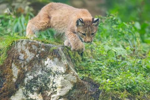 Eurasian lynx (Lynx lynx) youngster on a rock, Bavaria, Germany