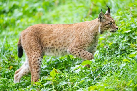 Eurasian lynx (Lynx lynx) on a meadow, Austria