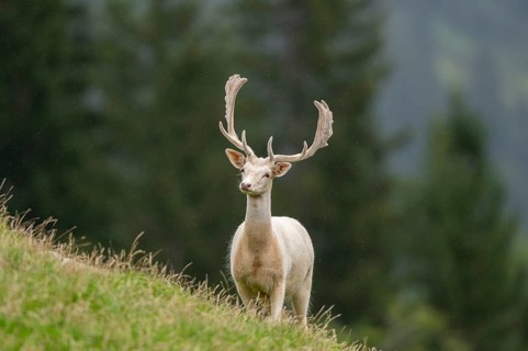 European fallow deer (Dama dama) stag on a meadow, tirol, Kitzbühel, Wildpark Aurach, Austria
