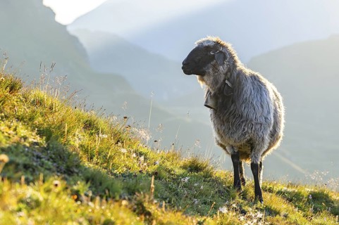 Domestic sheep (Ovis orientalis aries) at sunrise in the Mountains at Hochalpenstraße, Pinzgau,
