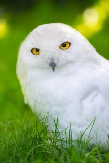 Snowy owl (Bubo scandiacus) sitting on the ground, Bavaria, Germany