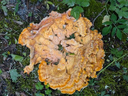 Tree sponge (Fomitopsidaceae)