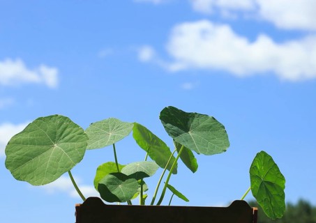 Leaves of nasturtium (Tropaeolum), in front of a blue sky, North Rhine-Westphalia, Germany