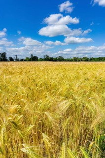 Grain field, in front of harvest, barley, near Bottrop-Kirchhellen, North Rhine-Westphalia, Germany