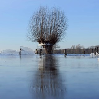 Land under... Pollard willow (Salix sp.) during the winter flood Rhineland 2020, 2021 locked in the