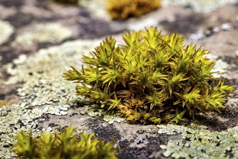 Green moss on a stony surface, surrounded by lichen, in a tranquil nature photograph, The deciduous