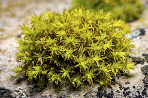 A close-up of green moss on a stony surface, surrounded by lichens, The deciduous moss
