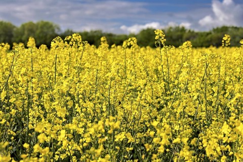 A flowering rape field under a cloudy sky with a blue background and green trees in spring,