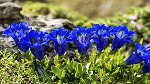 Blue gentian flowers in full bloom on rocky ground in the sunlight, Flowering gentians (Gentiana)