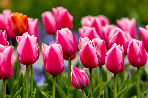 Delicate pink tulips in a harmonious spring meadow, The blooming tulips (Tulipa) in spring