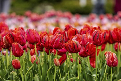 Red tulips blooming in a vibrant field of flowers in spring, The blooming tulips (Tulipa) in spring