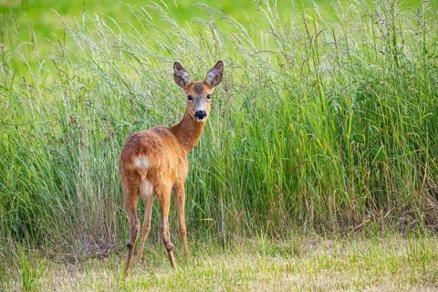 Roe deer (Capreolus capreoöus) Goat Germany