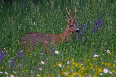 Roe deer (Capreolus capreoöus) Buck Germany