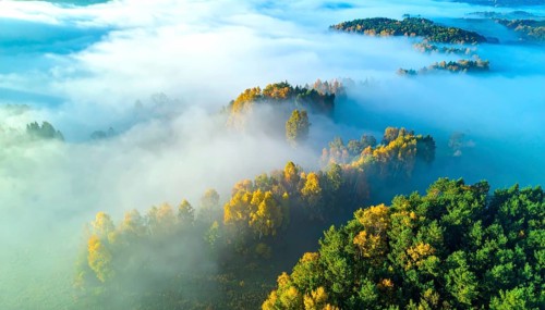 Mystical foggy landscape in autumn, colorful forest with fog in an aerial drone view, AI generated