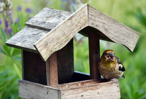 Hawfinch (Coccothraustes coccothraustes) Chicks at the birdhouse