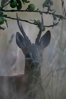 Roebuck in the vineyard in summer, Wittlich, Rhineland-Palatinate, Germany