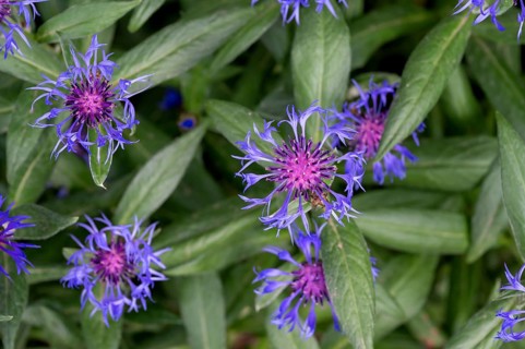 Knapweed (Centaurea), Bavaria, Germany
