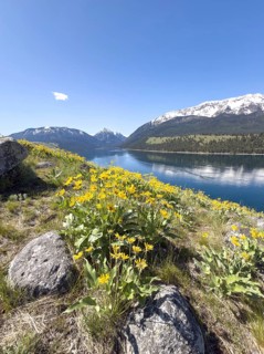 Mountain lake with flowers in front of blue sky and snow-capped mountains, Wallowa Lake, Joseph,