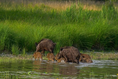 Wild boar (Sus scrofa), young animals, water, Lower Austria