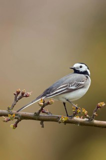 In spring... White wagtail (Motacilla alba) on the branch of a sprouting cherry, side view, looking