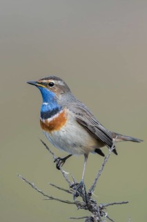 Beautiful to look at... White-starred bluethroat (Luscinia svecica), Central European, native