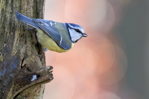 Small and quierly... Blue tit (Cyanistes caeruleus), sitting on a tree, rear view showing the