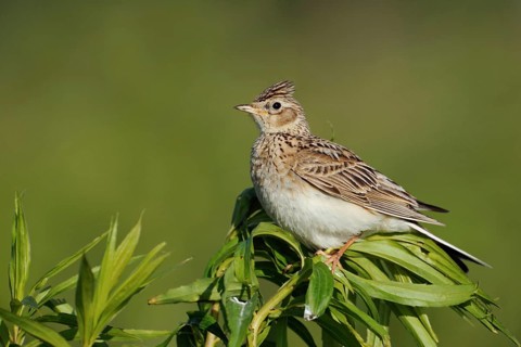 With erect feather crest... Skylark (Alauda arvensis), endangered character bird of our meadows and