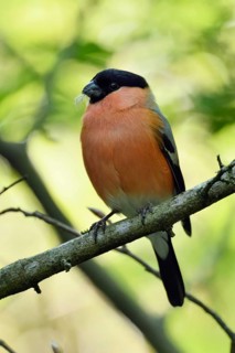 Quite natural... Bullfinch, also called bullfinch (Pyrrhula pyrrhula) sits in the bushes, splendid