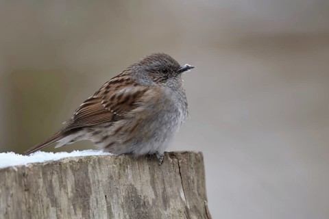 Resident bird or partial migrant... Dunnock (Prunella modularis) sits on a fence post in winter