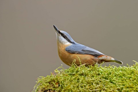 In typical pose... Nuthatch (Sitta europaea) attentively observing its surroundings, typical
