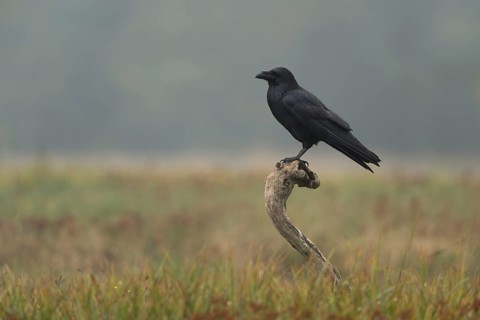 On observation post... Raven (Corvus corax), largest native raven in its natural habitat,