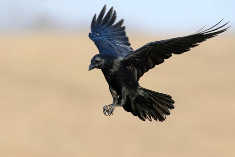 On approach... Raven (Corvus corax) in flight shortly in front of landing with wings wide open and