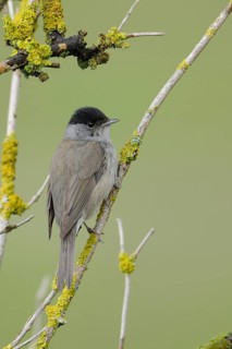 In the branches of an elder bush... Blackcap (Sylvia atricapilla), male bird, hidden native, quite