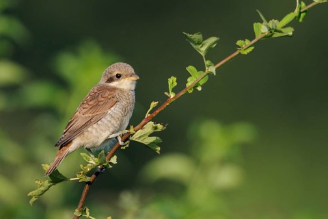 Red-backed shrike (Lanius collurio), young bird sitting exposed on a protruding branch of a hedge,