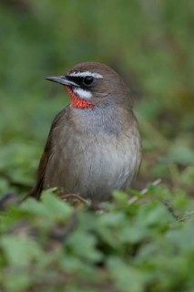 White eyebrows... Ruby-throated Robin (Luscinia calliope), male, male songbird in splendid plumage,