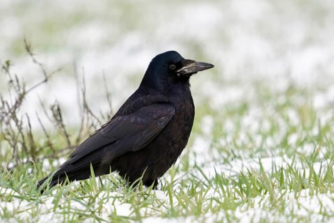 Rook (Corvus frugilegus) in winter, sitting on farmland, in a meadow in the snow, resting, rather