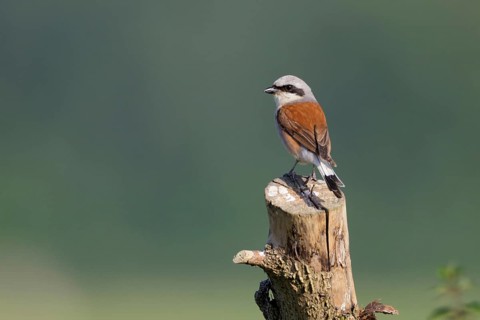 Favoured perch... Red-backed shrike (Lanius collurio), colourful male, sitting in an open landscape