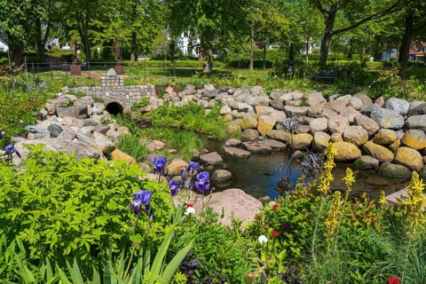 Blooming flowers at the Lachsenbach, Eckernförde, Baltic Sea, Schleswig-Holstein, Germany