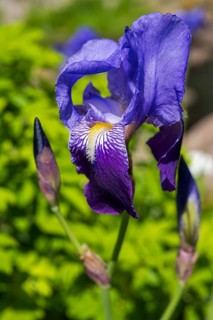 Iris (Iris sibirica), blue flower, Schleswig-Holstein, Germany