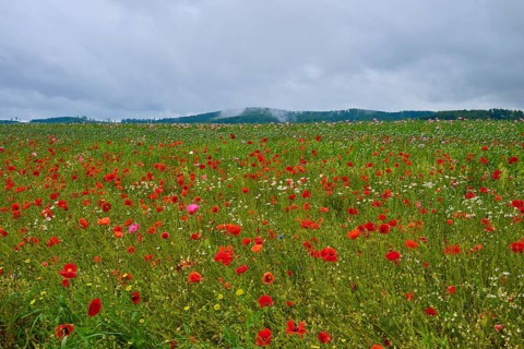 Red poppy (Papaver rhoeas), poppy capsules and scattered wildflowers, stretch out under an overcast