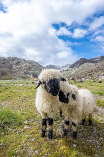 Two Valais Blacknose sheep (Ovis gmelini aries), high alpine mountain valley, Obere Senner Egete,