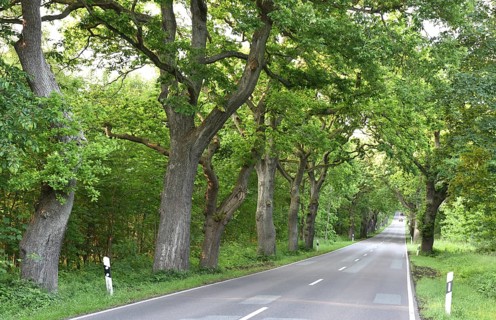 Oak avenue, oaks (Quercus robur) on the island of Rügen, Mecklenburg-Western Pomerania, Germany