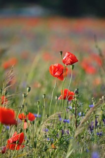 Beautiful picturesque poppy field, June, Germany