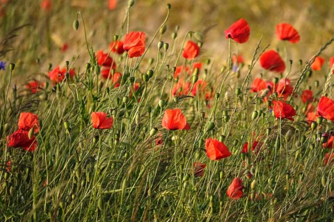 Picturesque beautiful poppies, June, Germany
