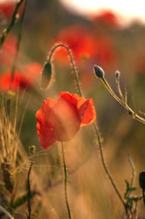 Picturesque beautiful poppies, June, Germany