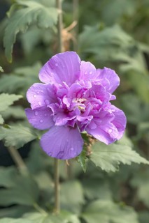 Garden marshmallow (Hibiscus syriacus FRENCH CABARET® PURPLE), BS Sämann, Germany
