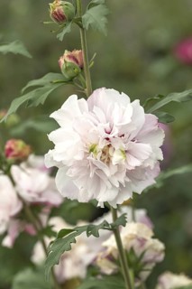 Garden marshmallow (Hibiscus syriacus FRENCH CABARET® PASTEL), BS Sämann, Germany