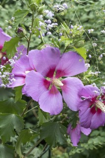 Garden marshmallow (Hibiscus 'Resi'), An den Dorfwiesen 9, Germany