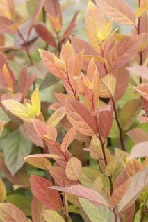 Itea virginica (Itea virginica SCENTLOVE), BS Sämann, Germany